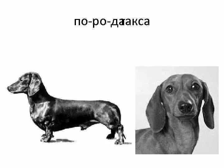 Собак рассматривала. Строение таксы. строение собаки таксы. анатомия собаки таксы. такса голова анатомия.