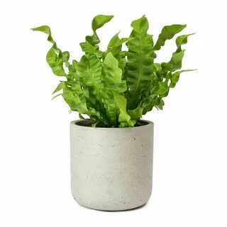 Plant wave