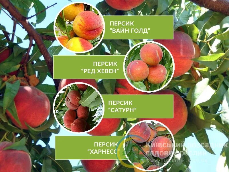 Саженец персика сорт Редхейвен С10/1-летний - цена в Орске, купить в интернет-ма