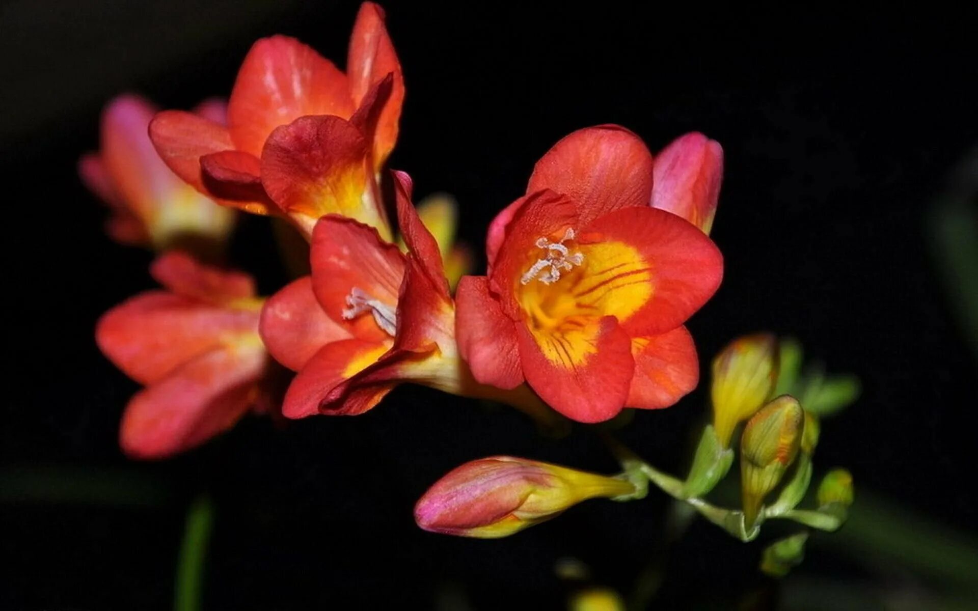 Фрезия махровая цветок. Фрезия (Freesia). Фрезия Дабл ред. Фрезия махровая Orange.