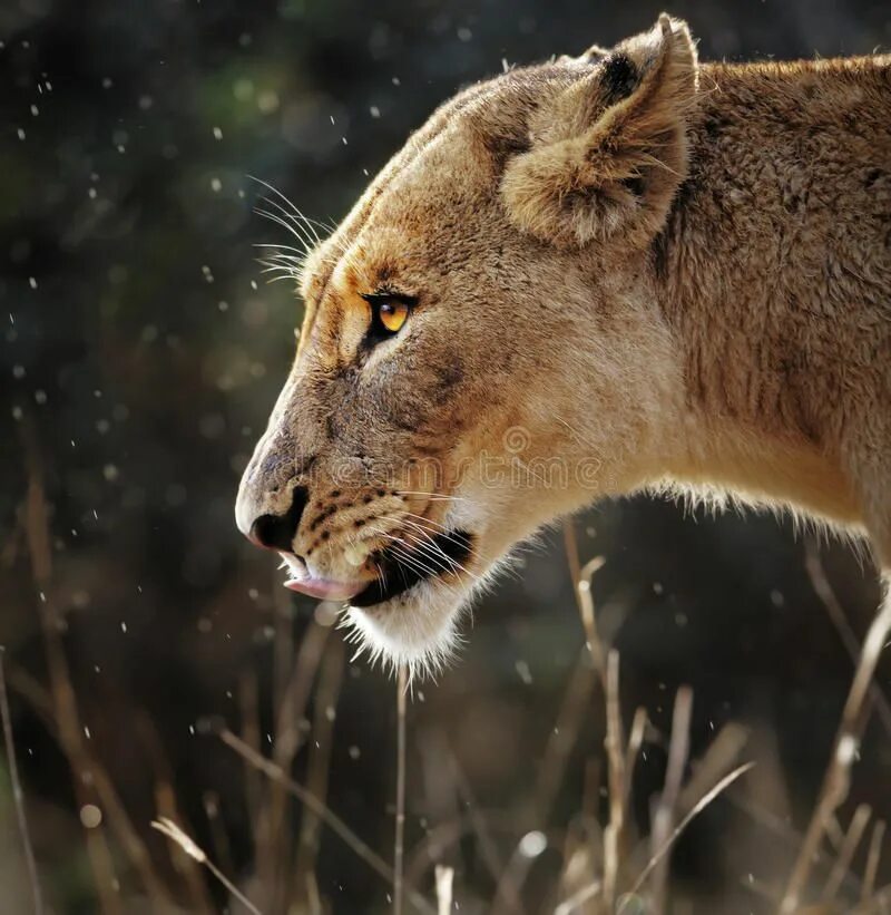 Lioness in the rain. Львица в профиль. Львица под дождем. Львица в профиль фото. Львица рычит профиль.