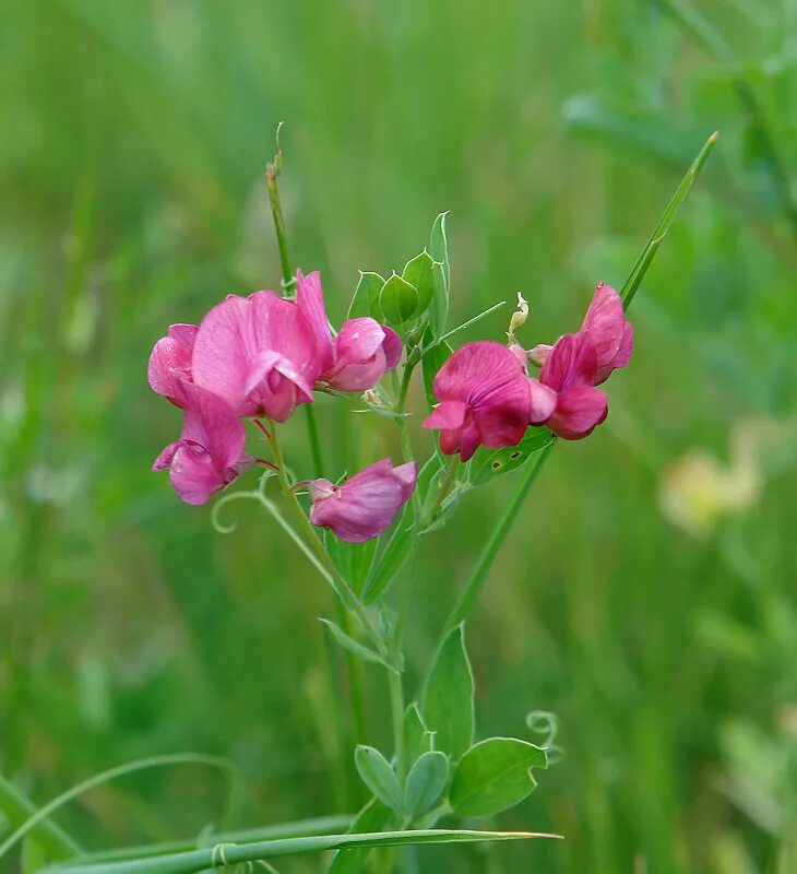 Чина (Lathyrus). Чина клубненосная. Сорняк чина клубненосная. Чина клубненосная листья. Покажи чина