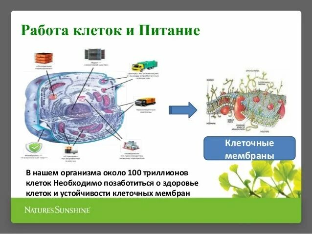 Заполните схему клетка питание Презентация "Строение клетки" (9 класс) по биологии скачать проект
