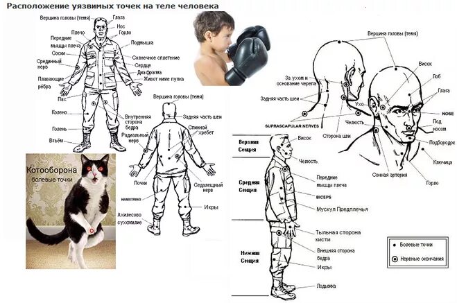 Самые места человека. Анатомия человека болевые точки схема. Болевые и смертельные точки на теле человека. Болевые точки на теле человека для самообороны. Смертельные точки у человека.