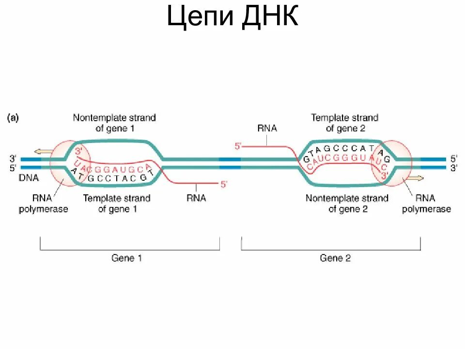 Метод ник трансляции. Репликация трансляция репликация. Процесс синтеза днк транскрипция редупликация трансляция репарация. Репликация транскрипция трансляция нуклеиновых кислот. Трансляция репарация.