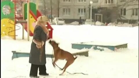 Уроки собака видео