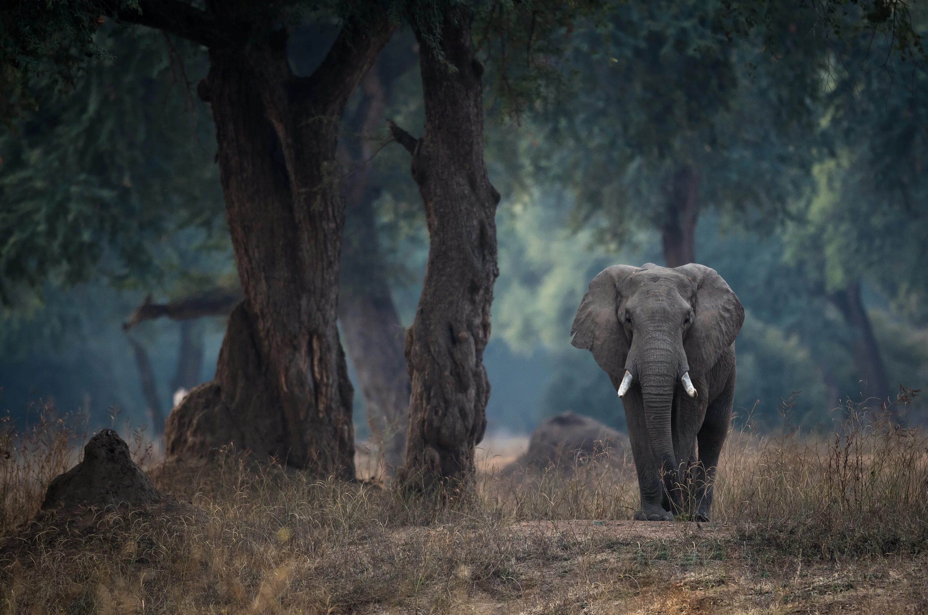 Elephants walking. Слоны. Африканский слон. Слоны в африканском лесу. Картинки на рабочий стол слоны.