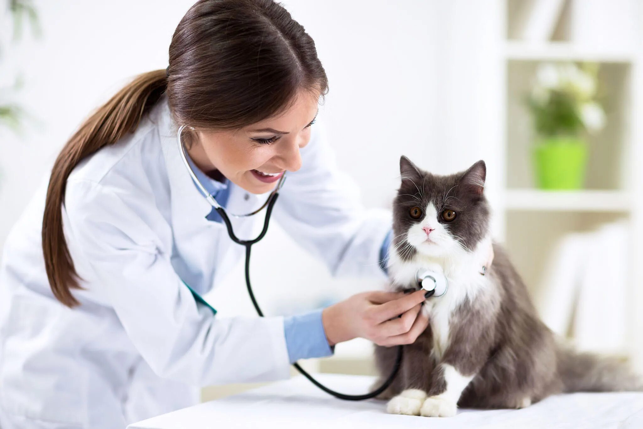 Ветеринар для кошки отзывы. Котики. Женщины кастрируют животных.