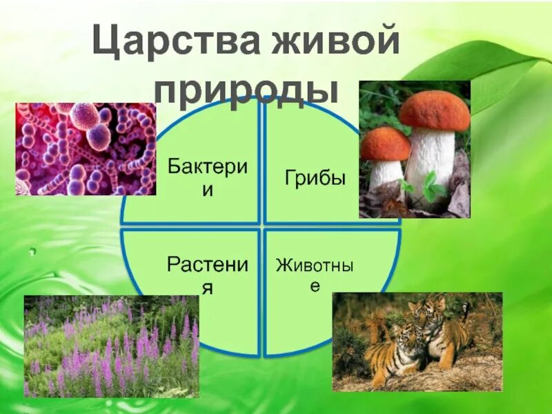 Царства живой природы. Биология царства живой природы. Царство живой природы растения. Царства живой природы и их представители. Сколько на земле существует царств