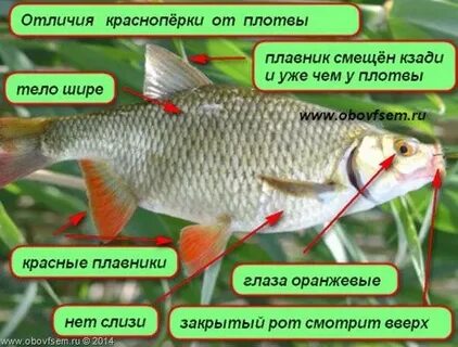 Чем отличается плотва