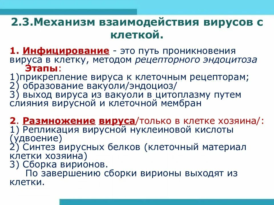 Основные этапы взаимодействия вируса с клеткой. Механизм взаимодействия вируса с клеткой. Этапы и типы взаимодействия вируса с клеткой. Этапы взаимодействия вируса с клеткой. Принцип взаимодействия вируса и клетки.