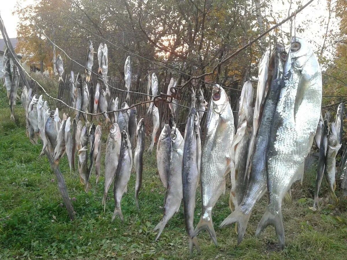 Рыба в реке Волга. Рыба Волги Волгоград. Рыбы дельты Волги. Речная рыба в Волге.