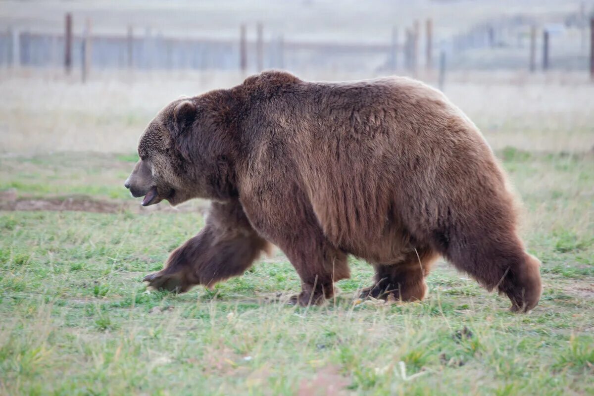 Какие медведи крупнее. Бурый медведь Кадьяк. Большой бурый медведь Кадьяк. Медведь бурый Кодиак. Кадьяк (медведь) бурые медведи.