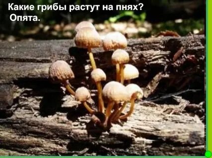 Растения и грибы растут всю жизнь