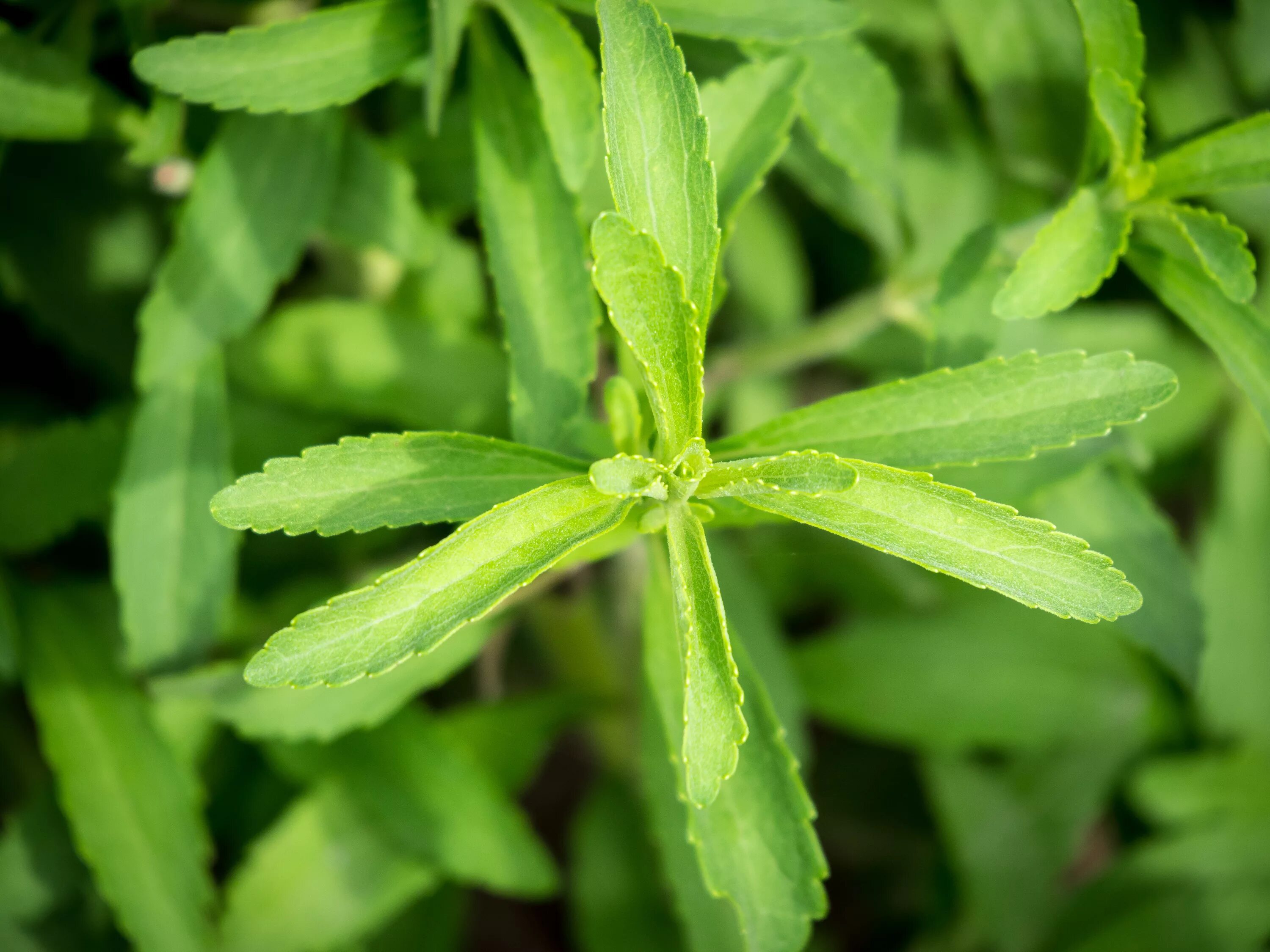 Stevia rebaudiana. Stevia трава. Stevia rebaudiana растение. Стевия медовая трава.