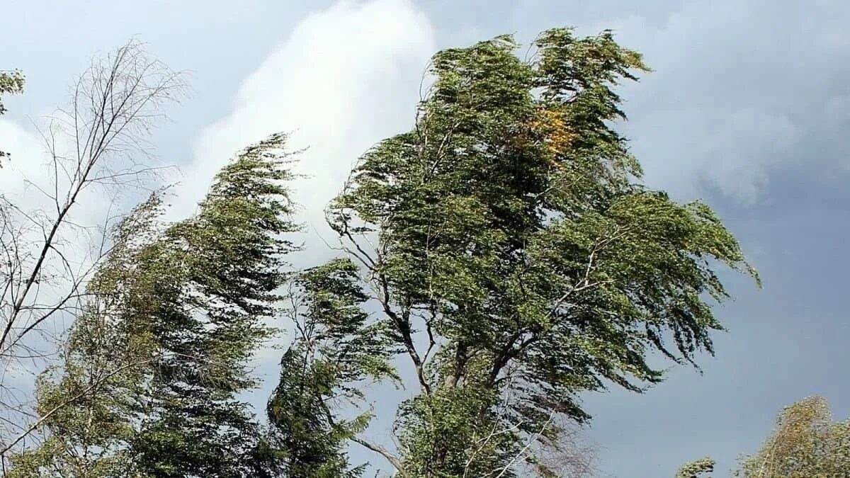 Дерево сильная буря. Сильный ветер. Сильный ветер деревья. Дерево на ветру. Усиление ветра.