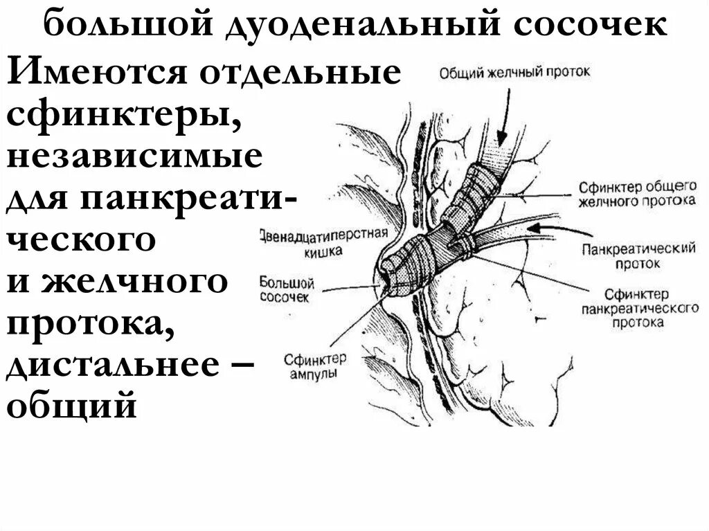 Большой дуоденальный сосочек и сфинктер Одди. Фатеров сосочек строение. Бдс двенадцатиперстной кишки. Сфинктер латынь