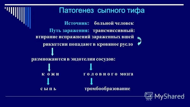 эндемический сыпной тиф сыпь. хламидии романовскому гимзе. эпидемический сыпной тиф возбудитель. возбудителем сыпного тифа является. переносчик эпидемического сыпного типа.