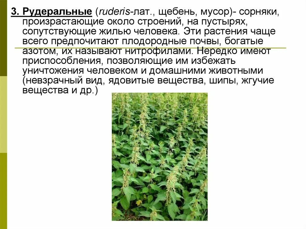 Совокупность определенных видов растений произрастающих на. Рудеральные сорные растения. Рудеральные сорняки. Сорняки презентация. Рудеральная растительность виды.