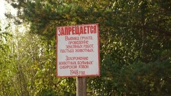 В скотомогильниках бактерии очень опасного заболевания. Могильник сибирской язвы. Захоронение сибирской язвы. Скотомогильник сибирской язвы. Сибирская язва места захоронения.