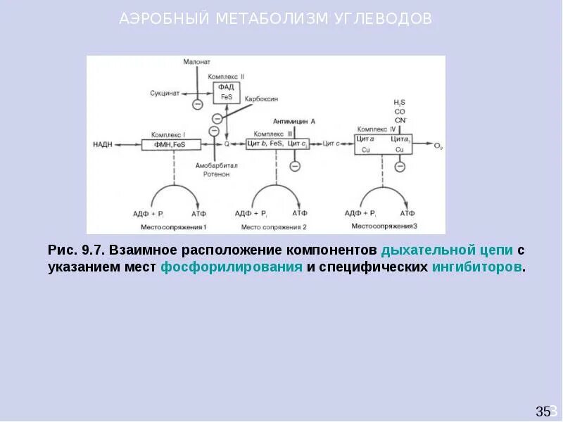 Дыхательная цепь биохимия. Ингибиторы дыхательной цепи биохимия. Взаимное расположение компонентов дыхательной цепи с указанием мест. Ингибиторы ферментов дыхательной цепи. Аэробное соединение