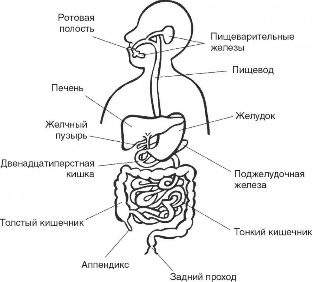 Органы участвующие в пищеварении человека. Строение структуры пищеварительной системы. Схема строения пищеварительного тракта. Пищеварительная система человека схема. Пищеварительная система человека схема органов пищеварения.