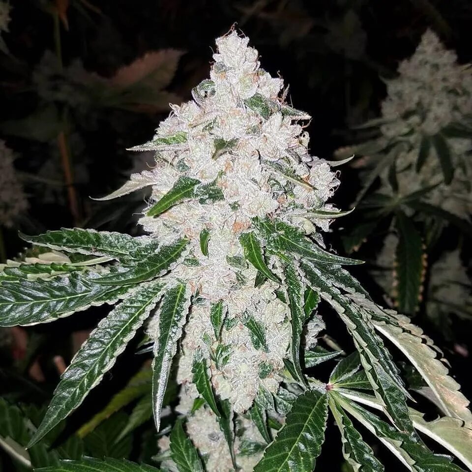 Вайт вуду. Вайт видоу сорт. бошки white widow. white widow семяныч. white widow куст.