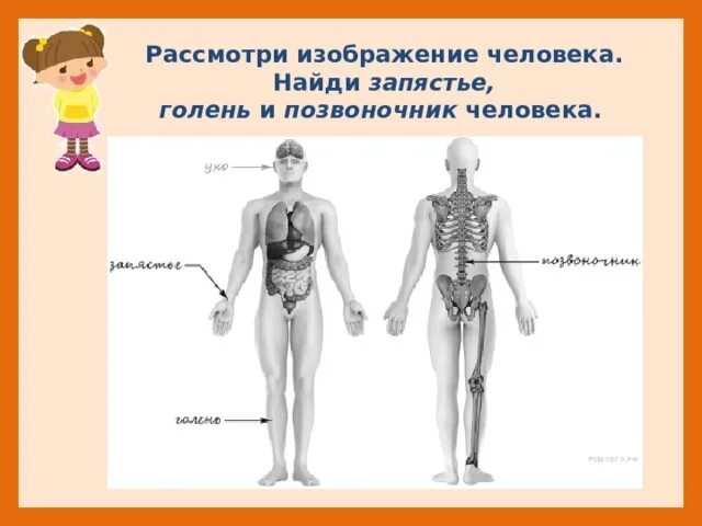 Рассмотри изображение человека. Строение человека ВПР. Части тела человека ВПР 4 класс. Строение человека ВПР 4 класс.