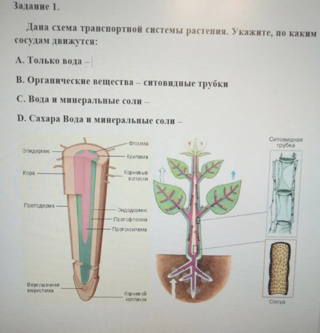 Транспорт воды по стеблю снизу вверх