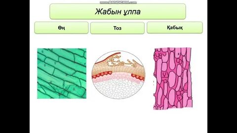 Өздерін жалап жіберген қыздардың секс видеосы
