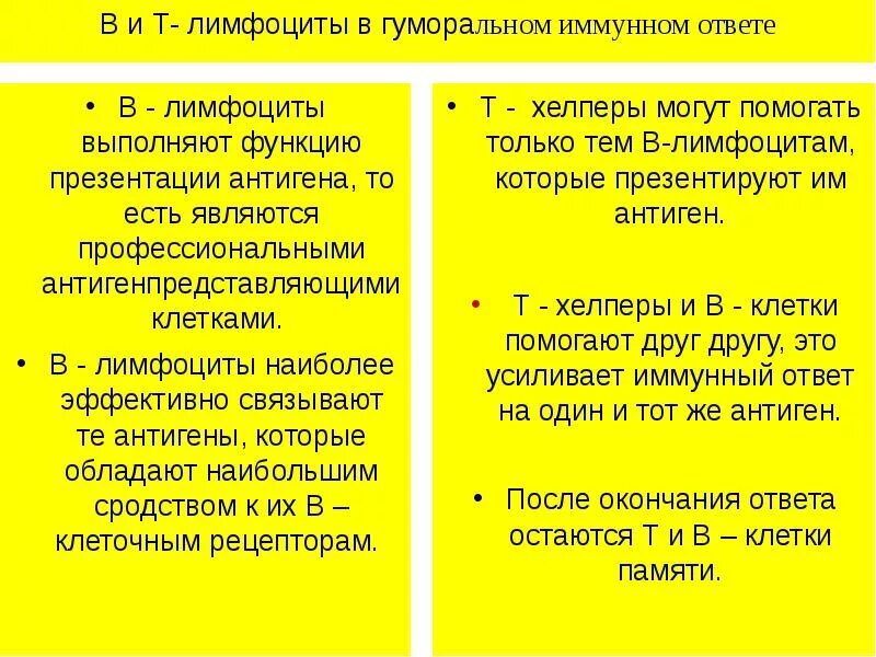 Основная функция в лимфоцитов заключается в. Роль лимфоцитов в иммунном ответе. роль т и в лимфоцитов в иммунитете. роль т лимфоцитов в иммунном ответе. роль b лимфоцитов в иммунном ответе.