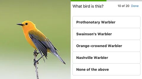What are the birds doing