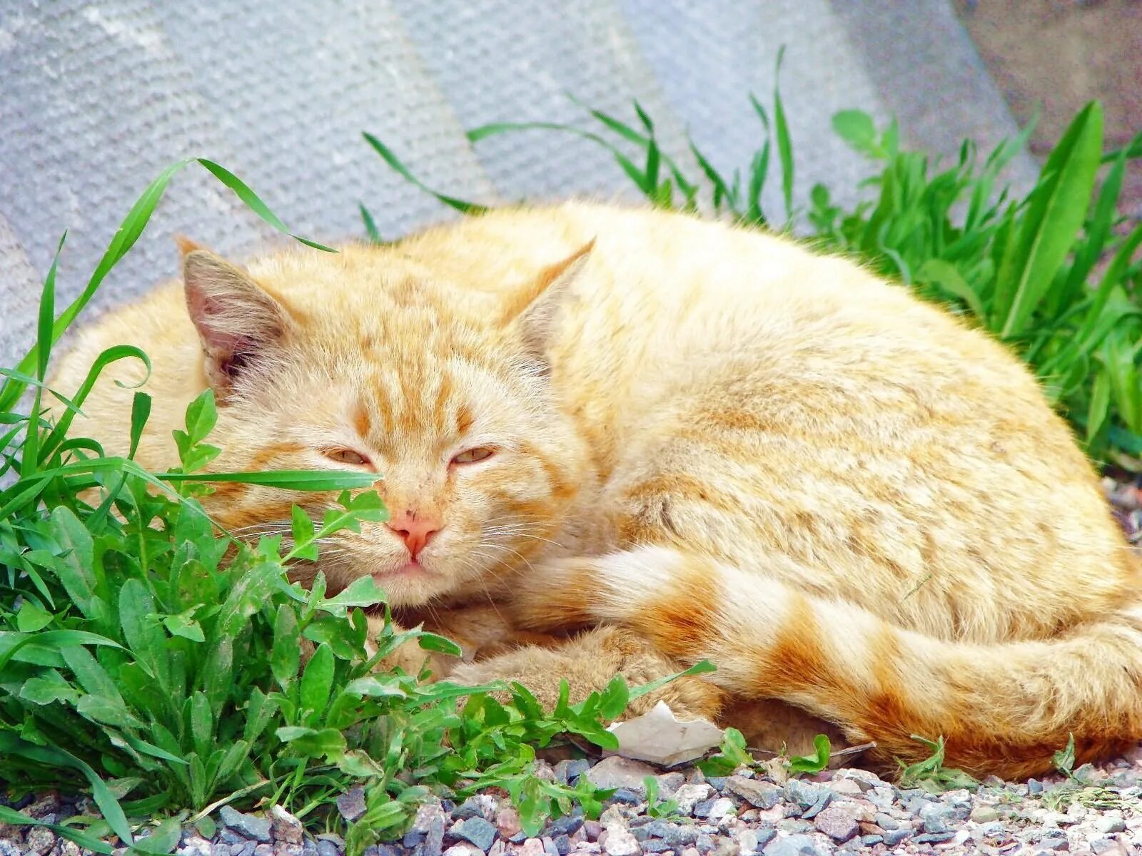 Кот дремот. Рыжий кот. рыжий кот в траве. кот спит в траве. кот лежит на травке.