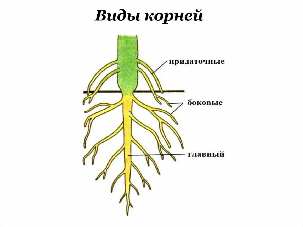 Корневая система цветковых растений. Главный корень боковой корень придаточный корень. Придаточные корни и боковые корни. Главный корень боковые и придаточные корни. Придаточные боковые и главный корень.