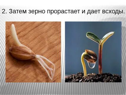 Посе вший зерно