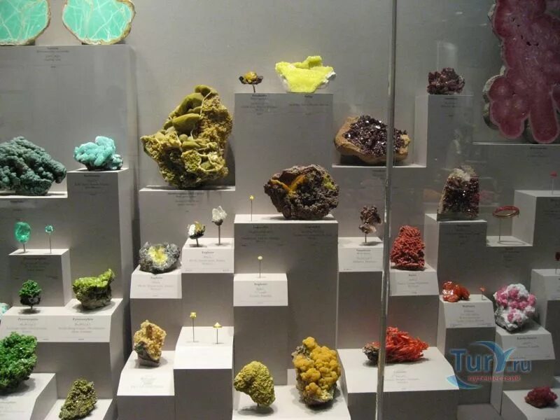 музей естествознания лондон экспонаты коллекция минералов. дарвиновский музей в москве экспозиции. государственный дарвиновский музей экспонаты. систематическая экспозиция в музее. дарвиновский музей экспозиция.