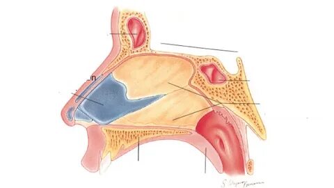 Менің мығым кішкентай