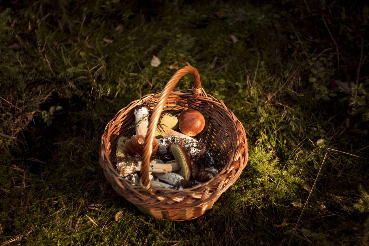 аманита мускария. подосиновик пестрый. красивые грибы. подосиновик осенний. грибы в карелии 2023.