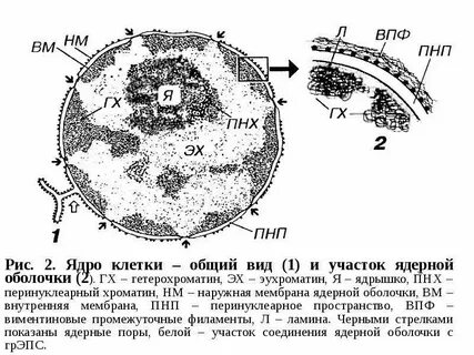 Ядерная мембрана характерна для клеток