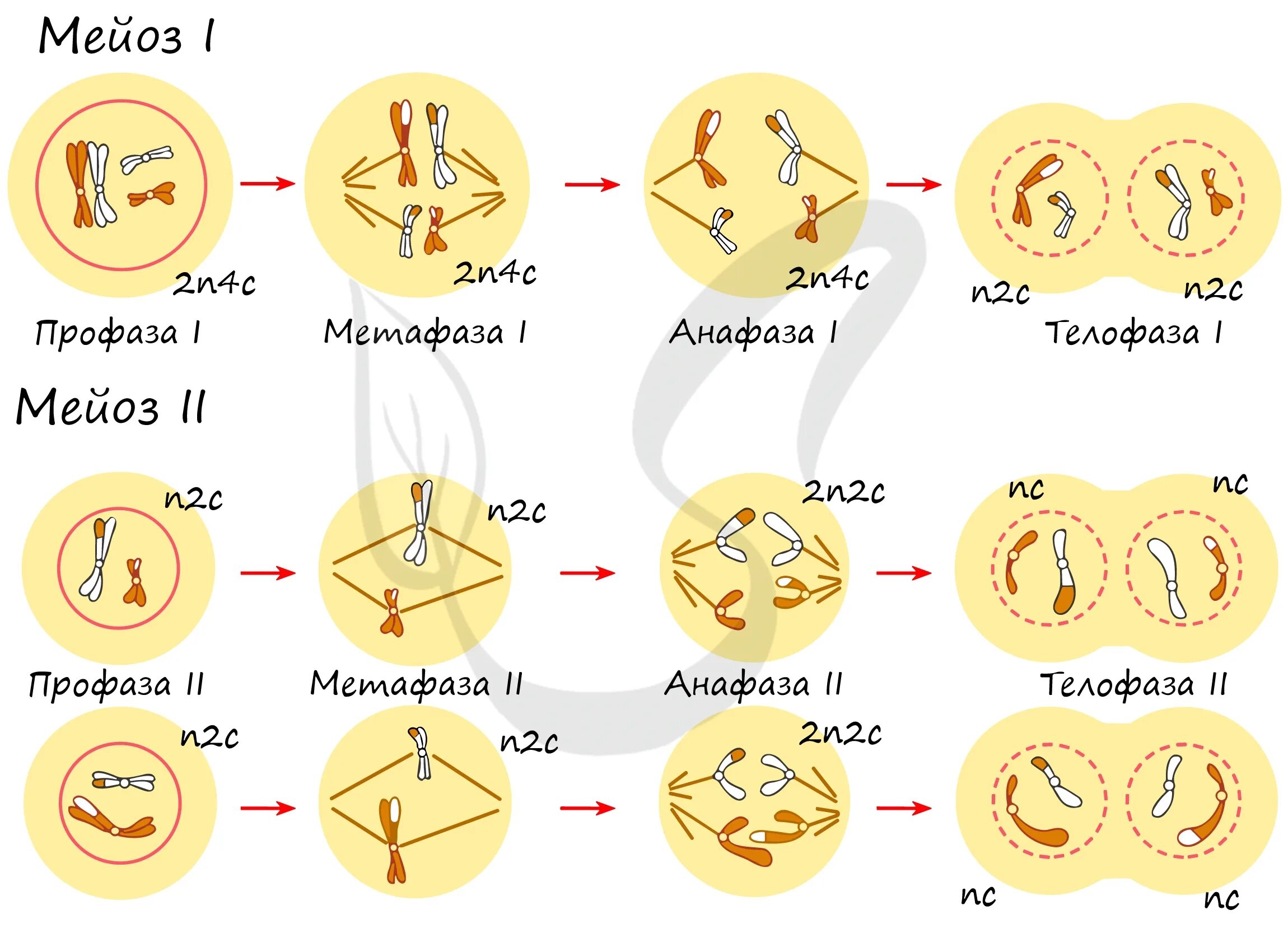 Мейоз 2 фазы. Мейоз фазы и набор хромосом. Мейоз 1 фазы и набор хромосом. Митоз и мейоз таблица набор хромосом.