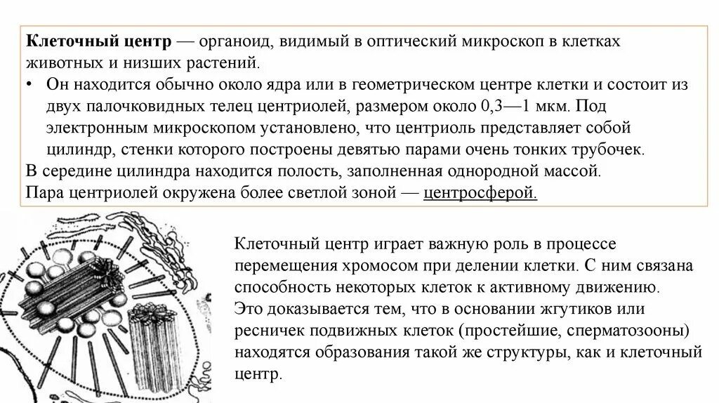 Клеточный центр содержит днк. Клеточный центр органоиды движения. цитоплазма цитоскелет клеточный центр органоиды движения. органоид клеточный центр. клеточный центр схема.