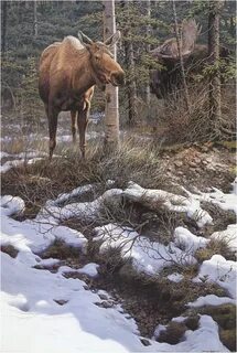 Wildlife work