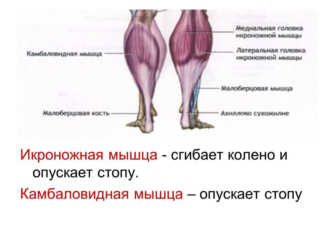 Икроножная мышца какая ткань. Икроножная и камбаловидная мышцы. Камбаловидная мышца голени анатомия. Камбаловидная мышца функции и крепления. Камбаловидная мышца (m.Soleus).