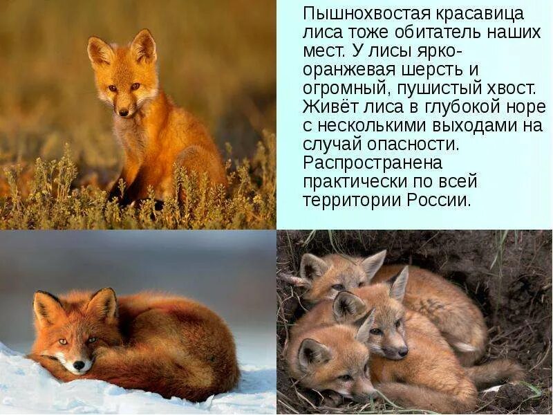 К какому сообществу относится лиса. Интересные факты о лисах. лиса описание. лиса картинка с описанием. факты о лисе.