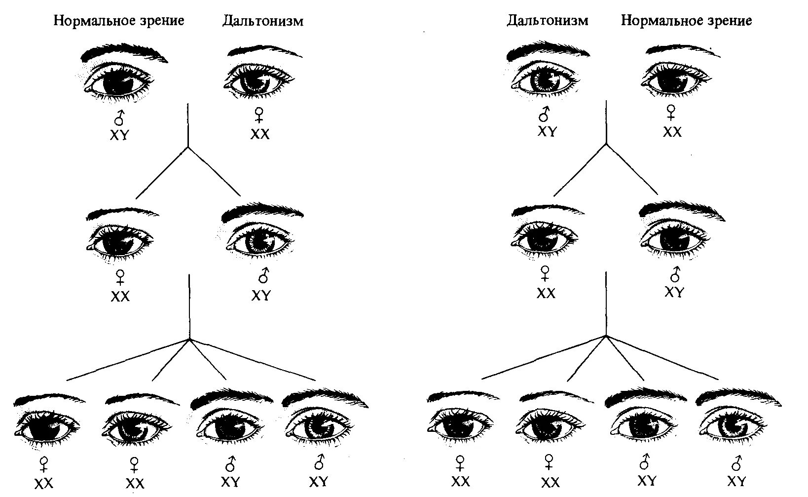 Генотип человека с дальтонизмом. Схема наследования дальтонизма у человека. Передача дальтонизма по наследству схема. Тип наследования дальтонизма схема. Генетика схема наследования дальтонизма.