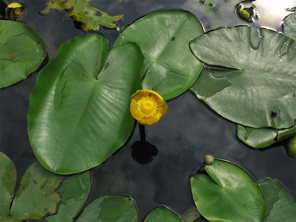 Кубышка (Nuphar). Кубышка жёлтая. Кубышка Болотная. Кувшинка кубышка. Как увеличить кубышку