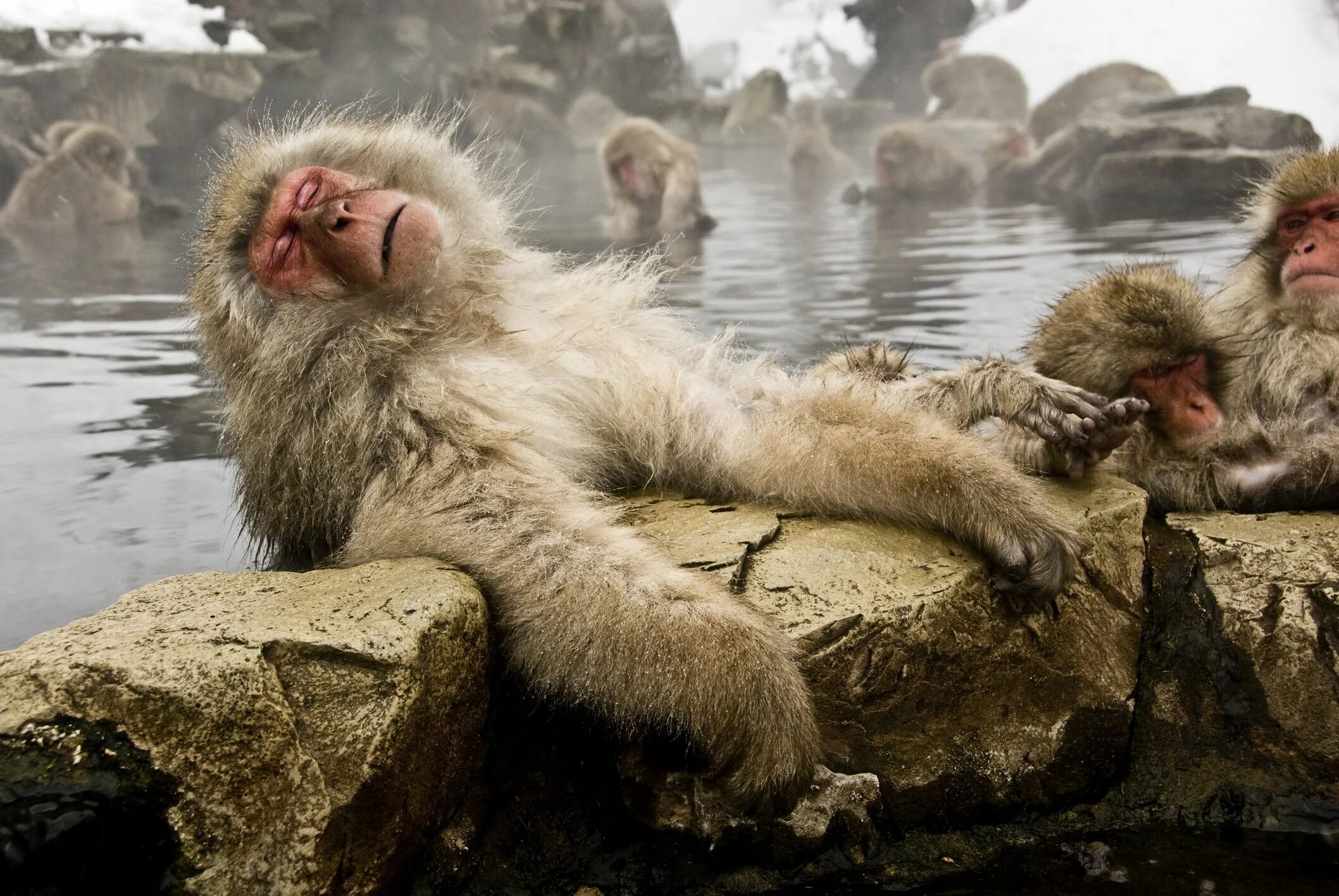Купание обезьяны в теплой воде танцуй