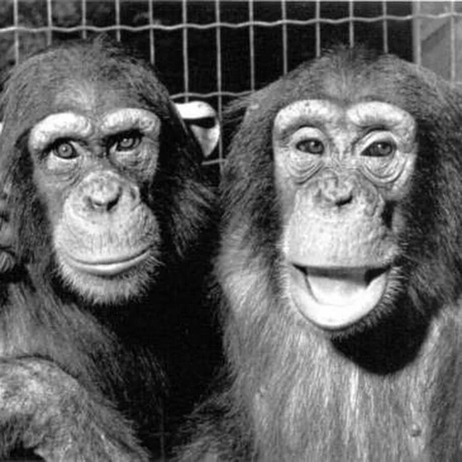 Политика у шимпанзе. Southeastern chimpanzee. Chimp words. Бонобо обезьяна. Братья шимпанзе.