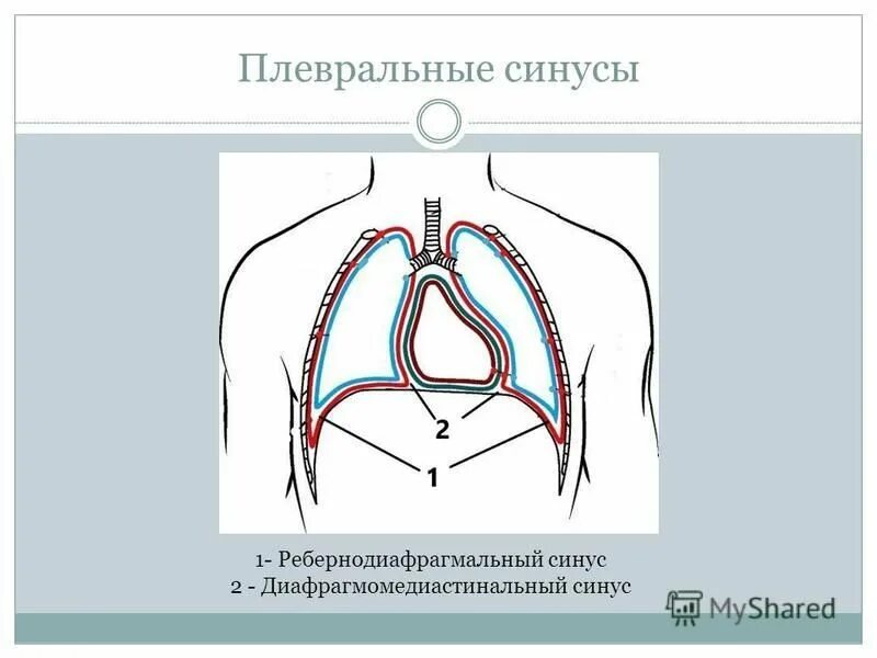 Плевральные синусы схема. Реберно-диафрагмальный синус анатомия. Синусы плевральной полости анатомия. Синусы париетальной плевры.