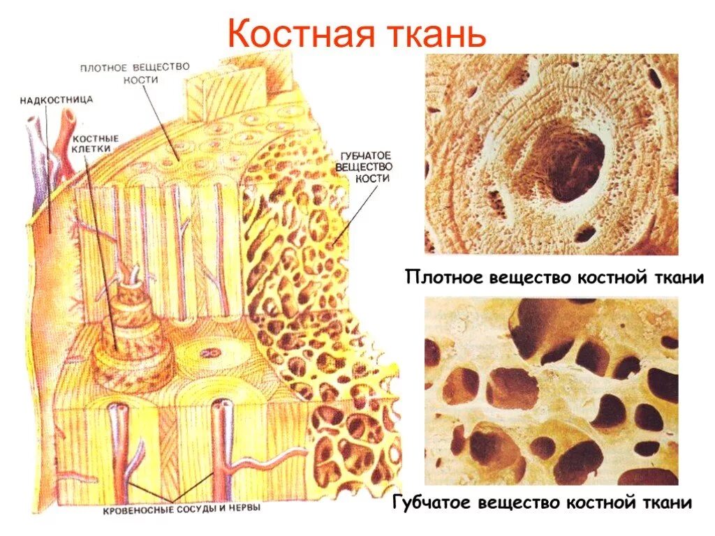 Губчатые кости образуют. Пластинчатая губчатая костная ткань. Губчатая и компактная костная ткань. Соединительная ткань костная ткань строение. Строение костной ткани анатомия.